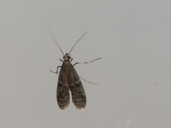 Ephestia woodiella