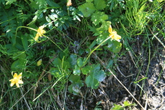 Anemonastrum richardsonii