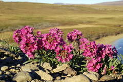 Erysimum pallasii