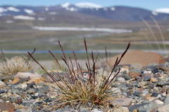 Festuca brachyphylla