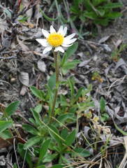 Chrysanthemum integrifolium