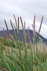 Leymus ajanensis