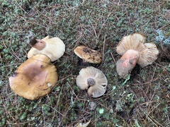 Russula ventricosipes