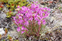 Pedicularis amoena