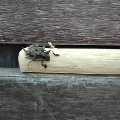 Lagocheirus araneiformis