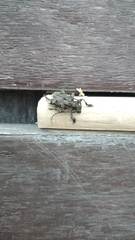 Lagocheirus araneiformis