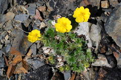 Potentilla uniflora