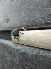 Lagocheirus araneiformis