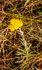 Helichrysum subglomeratum