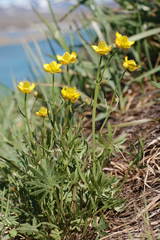 Ranunculus turneri