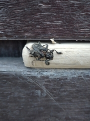 Lagocheirus araneiformis