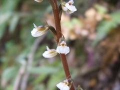 Cyclopogon peruvianus