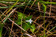 Lobelia pteropoda