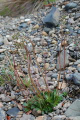 Micranthes foliolosa