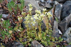 Saxifraga bronchialis funstonii