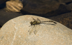 Neogomphus edenticulatus