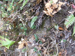 Cyclopogon peruvianus