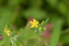 Hypericum majus