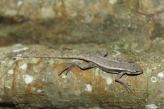 Sceloporus chrysostictus