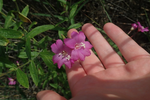 Epilobium hirsutum iNat (3)