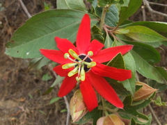 Passiflora manicata