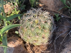 Coryphantha compacta