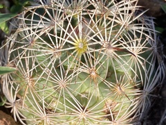 Coryphantha compacta