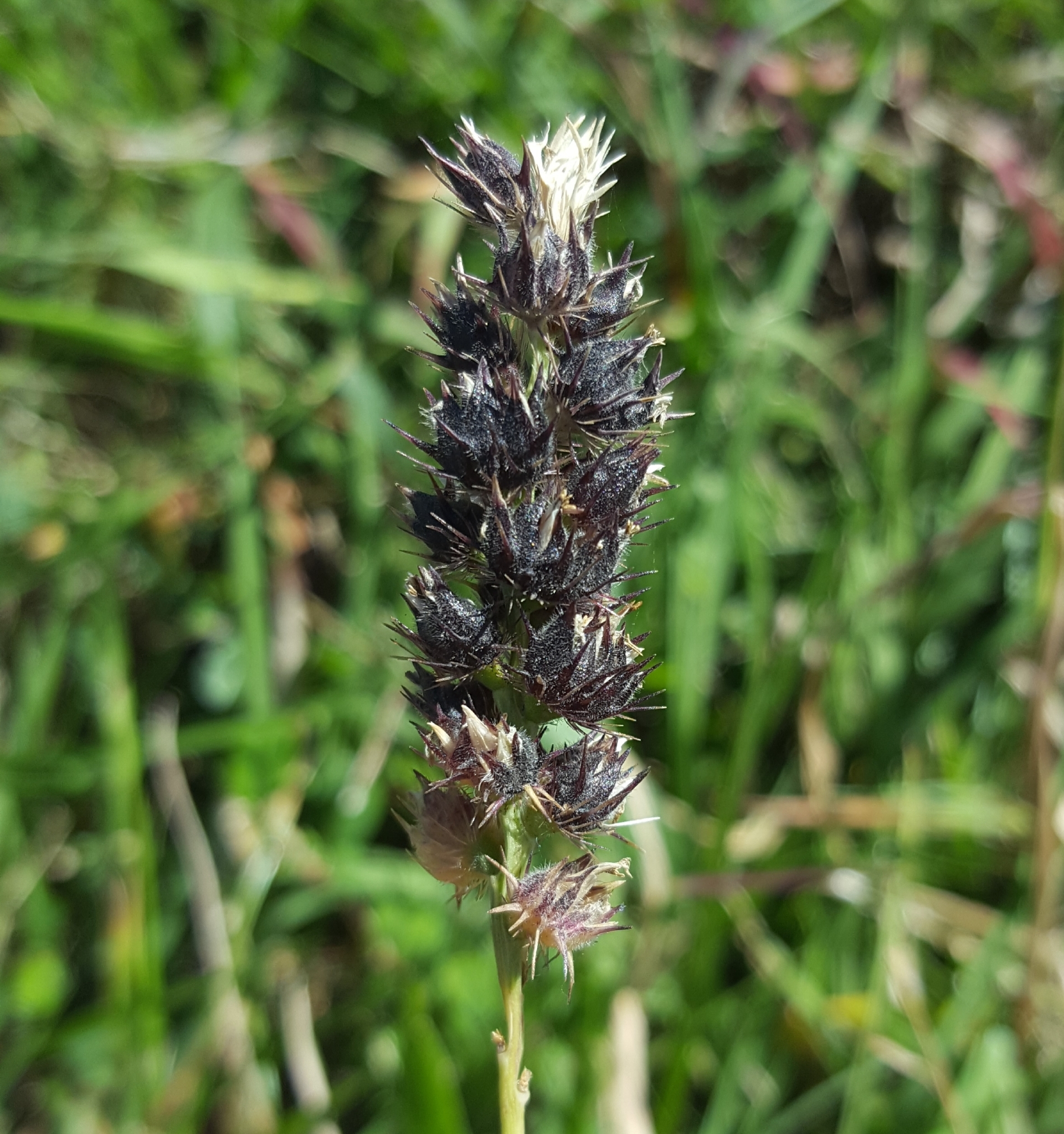 (c) François Rousseu, certains droits réservés (CC BY-NC) https://www.inaturalist.org/observations/90137997