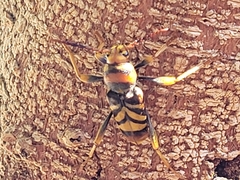 Xylotrechus chinensis