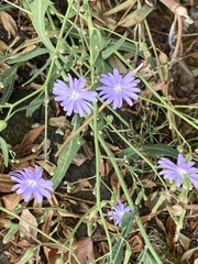 Lactuca tatarica