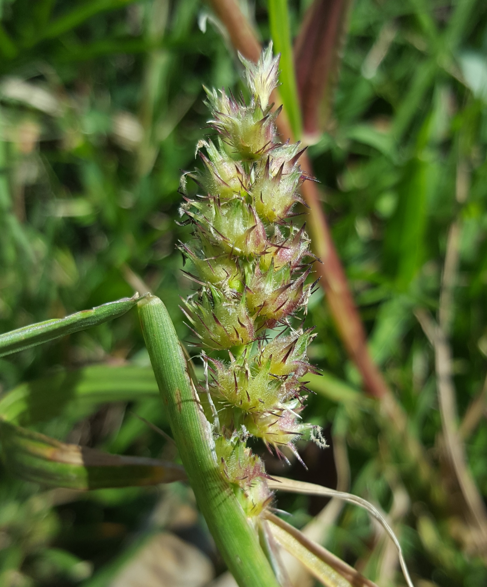 (c) François Rousseu, certains droits réservés (CC BY-NC) https://www.inaturalist.org/observations/90137997
