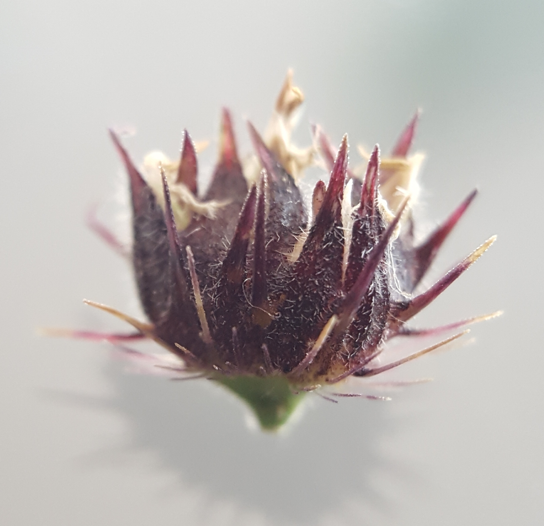(c) François Rousseu, certains droits réservés (CC BY-NC) https://www.inaturalist.org/observations/90137997