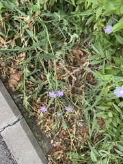 Lactuca tatarica