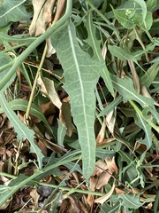 Lactuca tatarica