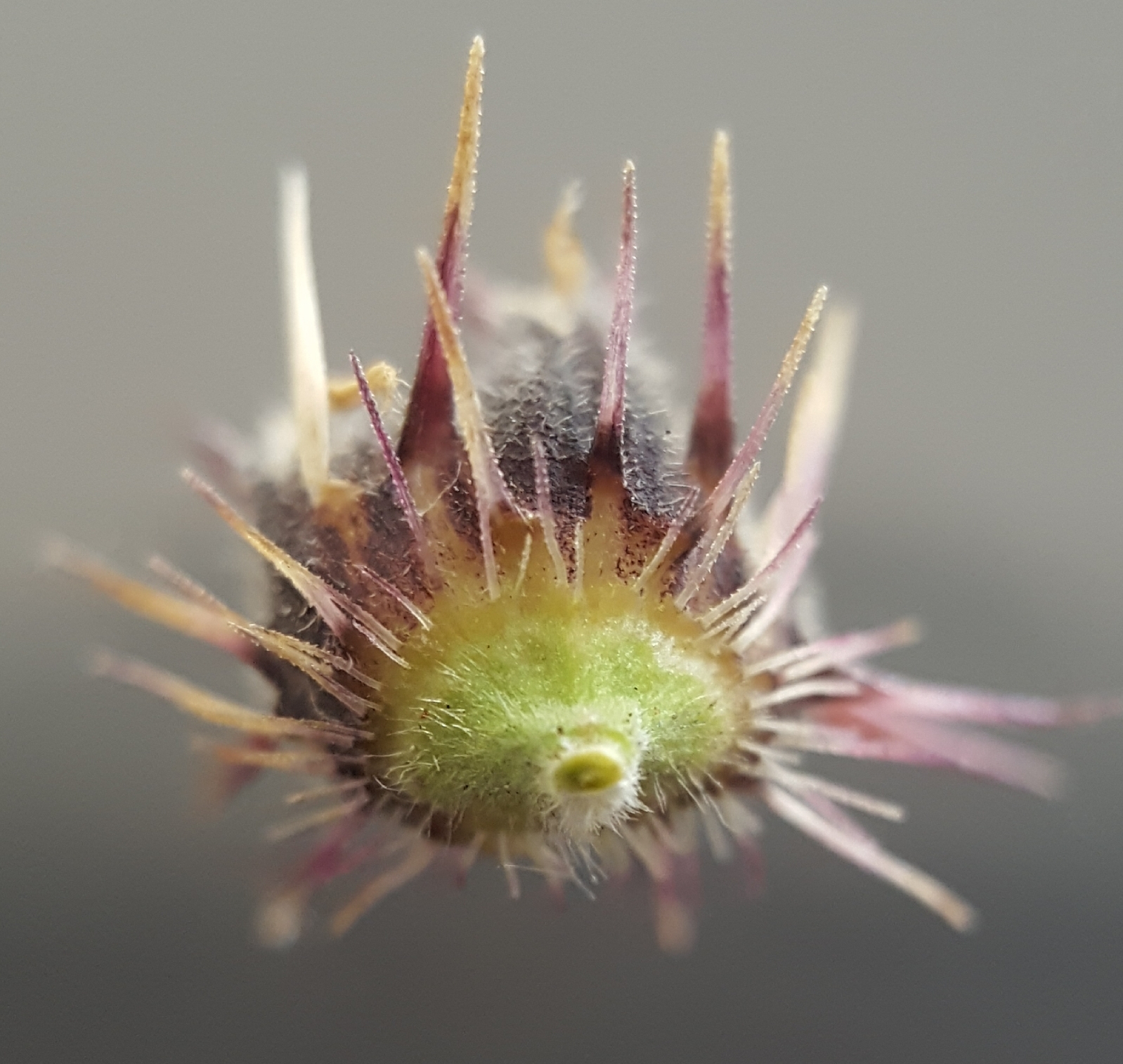 (c) François Rousseu, certains droits réservés (CC BY-NC) https://www.inaturalist.org/observations/90137997