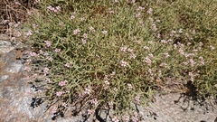 Hormathophylla spinosa