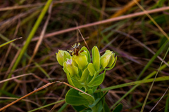 Lopholaena dregeana