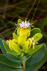 Lopholaena dregeana