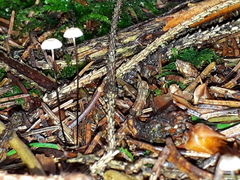 Paragymnopus perforans