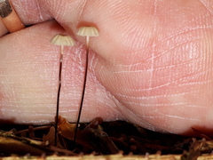 Paragymnopus perforans