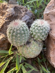 Echinocereus pectinatus rutowiorum