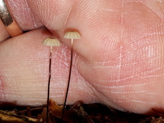 Paragymnopus perforans