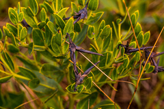 Rafnia elliptica