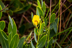 Rafnia elliptica