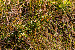 Searsia carnosula