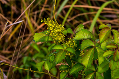 Searsia carnosula