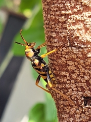 Xylotrechus chinensis