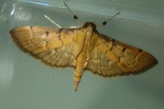 Herpetogramma rudis
