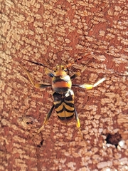 Xylotrechus chinensis