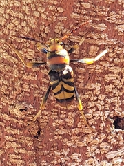 Xylotrechus chinensis